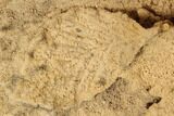 Plate Of Fossil Pine Branches & Leaves In Travertine - Austria #113063-2